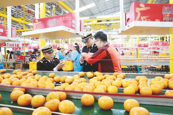 海关关员查看出口沃柑包装情况。（邕州海关供图）