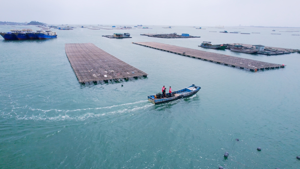 图为防城港市白龙珍珠湾海洋牧场示范区景象 防城区联社供图