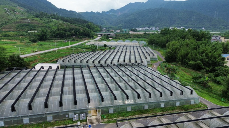 图为农发行广西蒙山县支行支持的蒙山泽元现代农业示范基地项目 农发行广西蒙山县支行供图