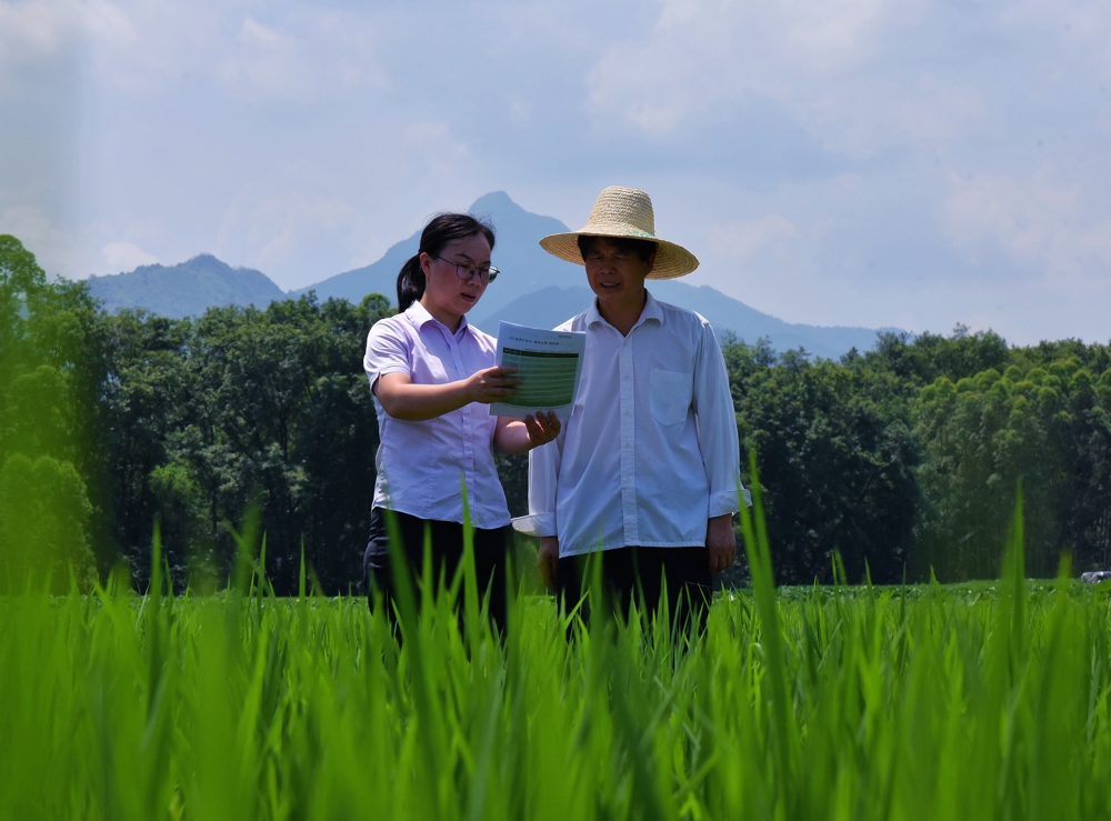 图为该行支持粮农种植水稻，客户经理了解粮农耕作情况和信贷需求，宣讲支农惠农政策(1)(1)