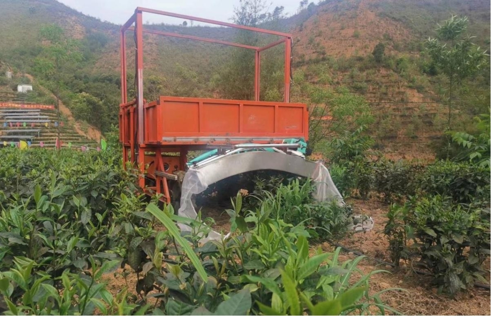 图为竹茗茶园自动化采摘六堡茶茶叶场景 广西担保公司供图