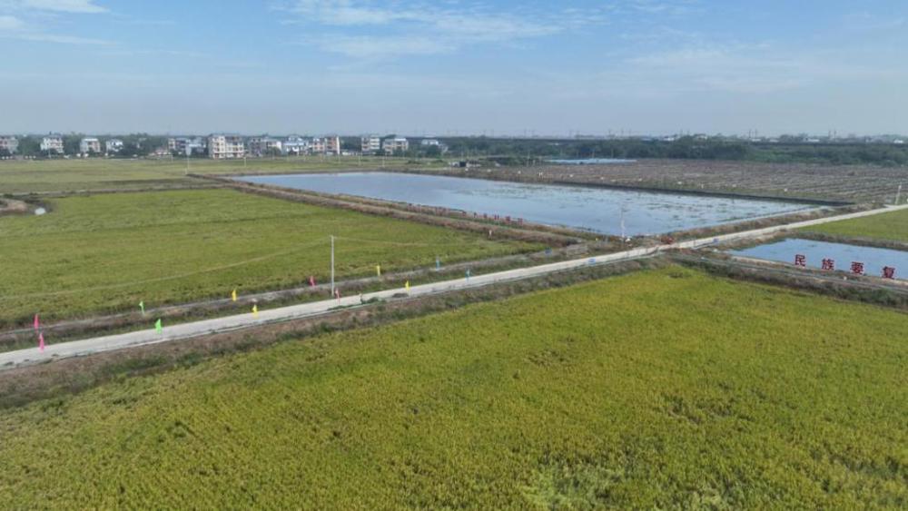 图为北海市整市推进高标准农田建设项目 农发行广西区分行供图