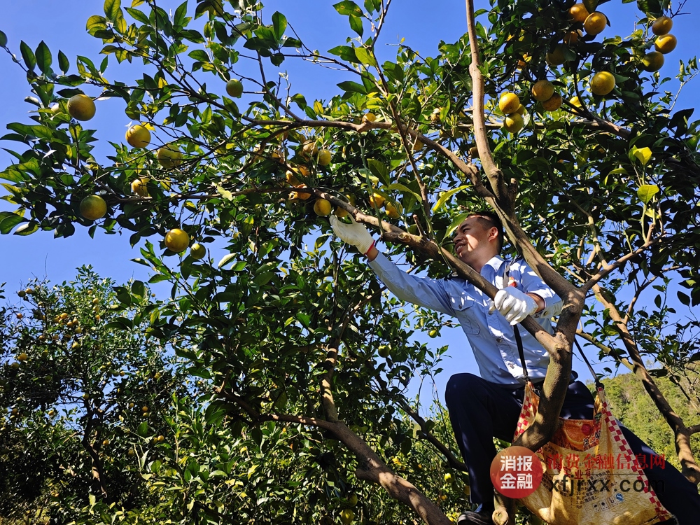 图为银税团志愿者帮助农户抢收 东兴农村商业银行供图