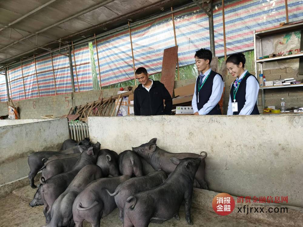 图为森凯养殖专业合作社负责人黄先森带领中国邮政储蓄银行崇左市分行客户经理考察生猪养殖情况 中国邮政储蓄银行崇左市分行供图