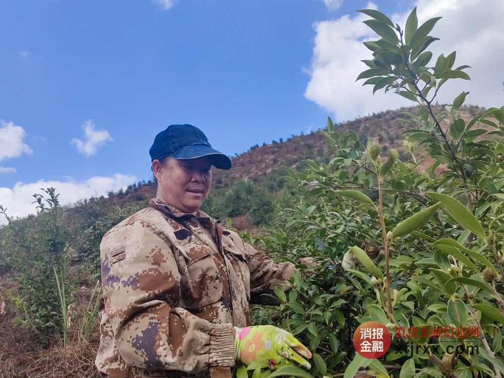 李月菊油茶基地
