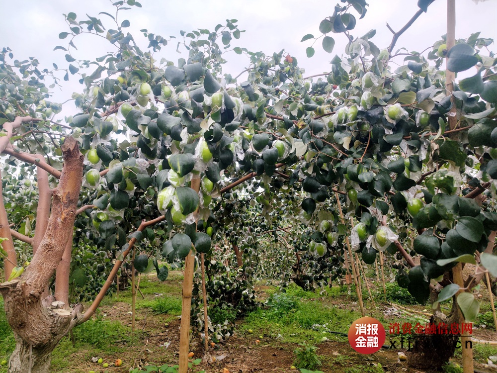 图1青枣基地现场