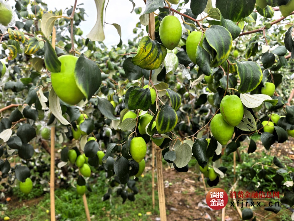 图2青枣基地现场