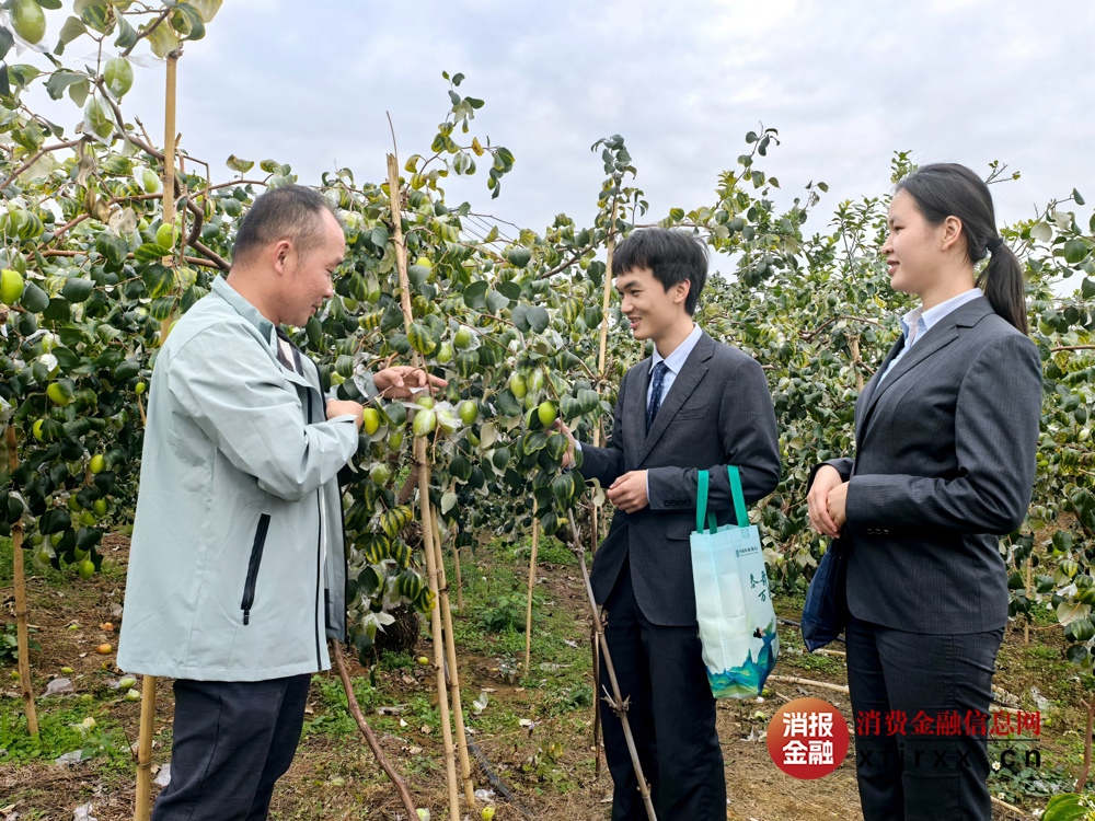 图4为贵港平南县支行客户经理在青枣种植基地做贷前调查
