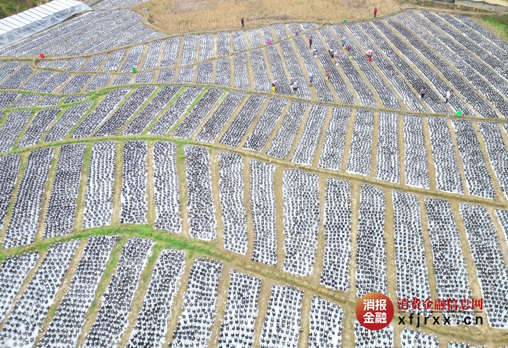 16亩黑木耳基地