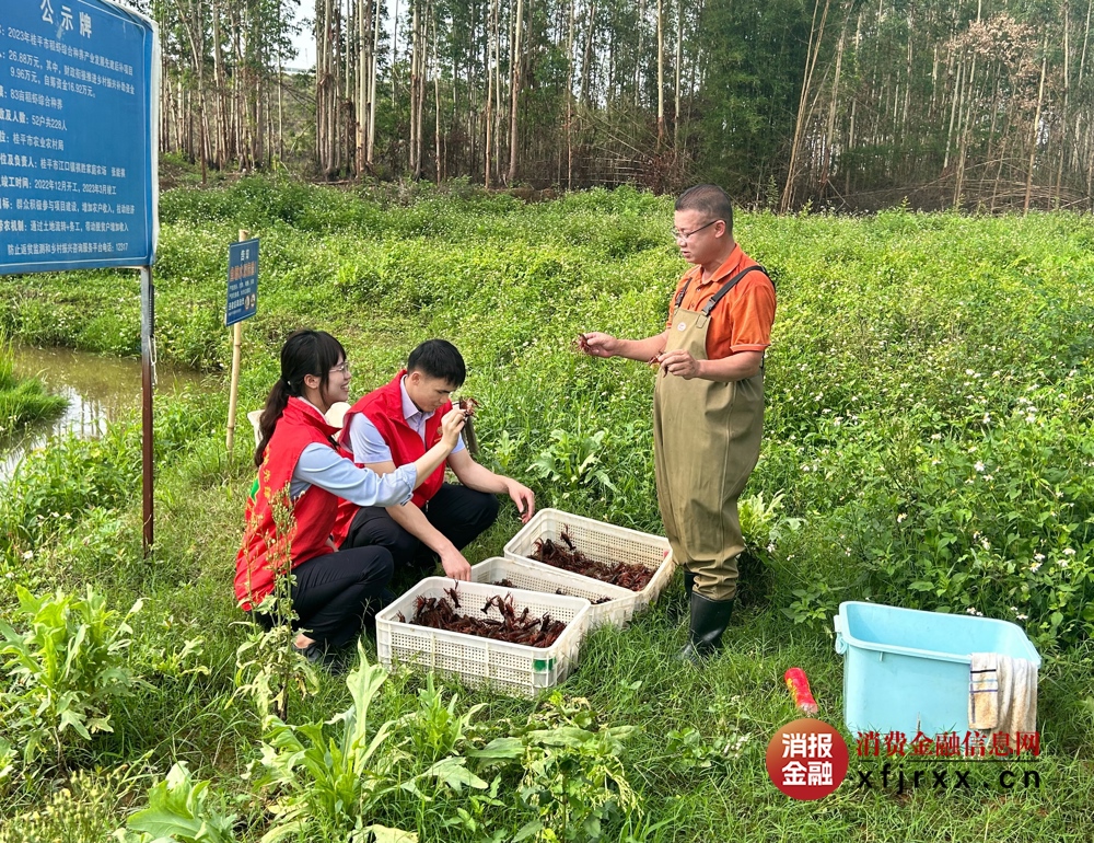 桂平联社金融专员助力种植户喜获小龙虾丰收