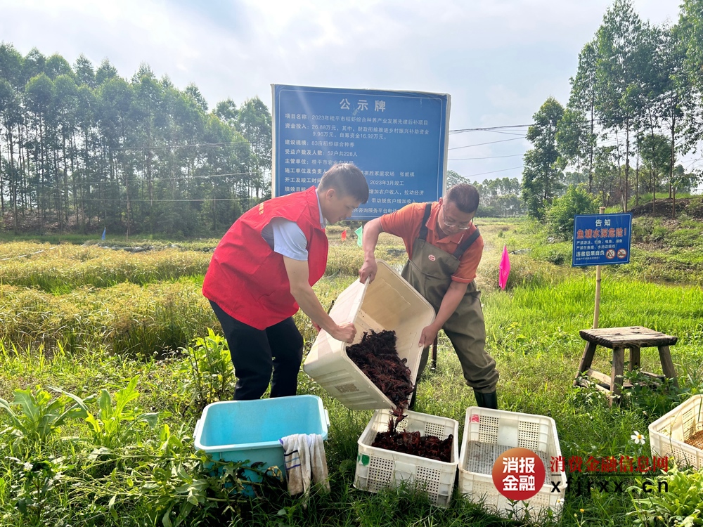 桂平联社金融专员助力种植户喜获小龙虾丰收2