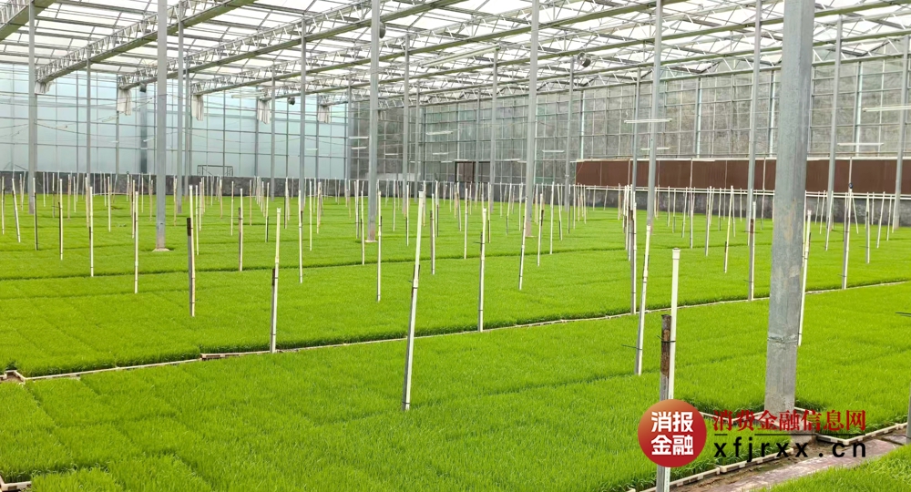 图6为育秧基地现场